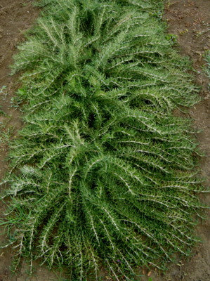 Rosmarino prostrato in fiore, con portamento ricadente e foglie sempreverdi aromatiche, ideale per bordure, muretti e giardini mediterranei.