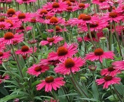 chinacea 'SunSeekers Magenta' Vaso 15. Erbacea perenne color Rosso Magenta Resistente al freddo e al caldo. Fioritura da giugno a ottobre .