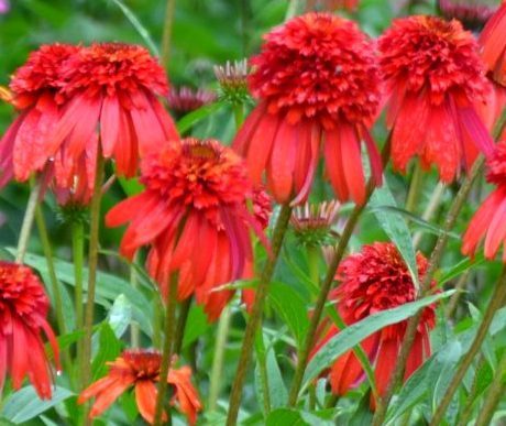Echinacea hot Papaia Vaso 15, è un' Erbacea perenne, resistente sia al freddo che al caldo, fiorisce da Giugno fino a Novembre di Colore rosso e può raggiungere un'altezza massimo di 60-80 cm.