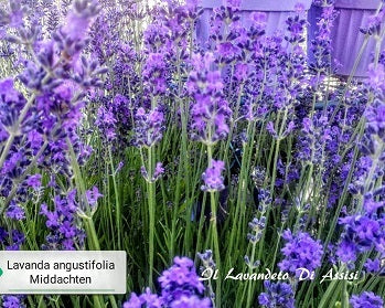 Lavanda angustifolia ’Middachten’