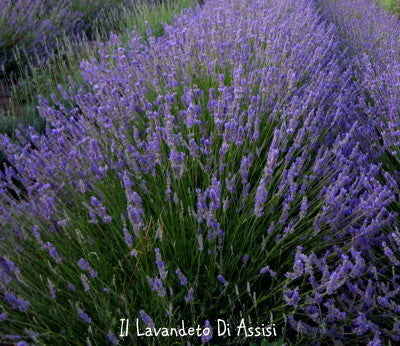 lavanda in offerta, offerta su piante di lavanda, vendita piante di lavanda, vendita lavanda, vendita piante online, lavanda comune vendita, vendita lavanda online, vendita piante di lavanda online, Lavande in offerta, miglior dito di lavanda, lavanda rustica, lavanda resistente al gelo, lavanda resistente alla siccità, lavanda vendita online, lavanda in vaso vendita