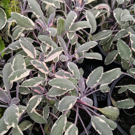 La Salvia tricolor, conosciuta anche come Salvia variegata, è una varietà ornamentale di salvia apprezzata per le sue foglie variegate, che mescolano tonalità di verde, bianco e viola. Di solito raggiunge un'altezza di circa 30-45 cm e produce fiori blu, viola o bianchi, contribuendo al suo aspetto decorativo. Predilige climi temperati e può essere coltivata in giardini, bordure o vasi. A differenza della Salvia officinalis, la Salvia tricolor non è comunemente utilizzata a fini culinari o medicinali.