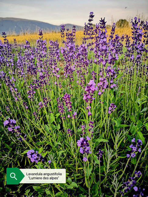 La Lavandula angustifolia 'Lumiere des Alpes' . Piante di lavanda vendita online. Lavanda offerta. Lavanda vendita. lavanda angustifolia vendita online.è una varietà di lavanda con fiori di colore blu-viola. Questa pianta emana un profumo classico di lavanda ed è apprezzata per la sua bellezza ornamentale. La 'Lumiere des Alpes' è una scelta ideale per giardini, bordure e aiuole, contribuendo a creare un'atmosfera rilassante e profumata.