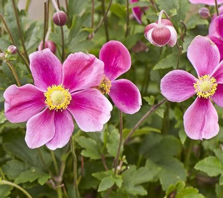 L'Anemone hupehensis 'Alando Rose' è una varietà di anemone apprezzata per la sua eleganza e i fiori distintivi. Con un'altezza solitamente compresa tra i 60 e gli 80 centimetri, questa pianta perenne produce fiori di un delicato colore rosa durante l'estate e l'inizio dell'autunno. I fiori possono essere singoli o semi-doppi, aggiungendo varietà visiva al giardino. 