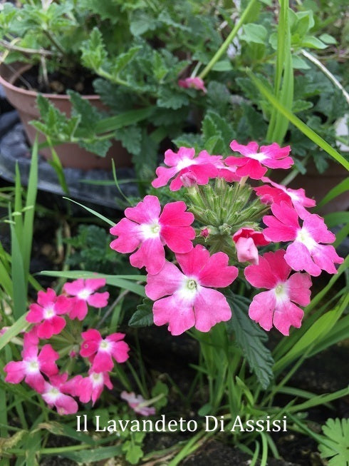 Verbena Hybrida Endurance Scape variegata rosa