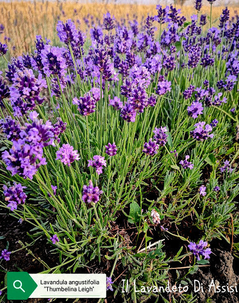 Lavanda angustifolia "Thumbelina Light" di 2 anni Cespuglio sempreverde molto piccolo, colore intenso da usare per piccoli spazi, per giardino roccioso. Altezza 30 cm diamtro 35 cm fioritura da maggio a giugno e ad ottobre. Profumata, i fiori possono essere usati anche per cucinare e per tisane, in balcone attenzione ai ristagni Puoi scegliere tra: Lavanda tolte dal campo grandezza equiv. vaso 18/20 Euro 7,00 Lavanda vaso 18 cm E uro 9,00 Lavanda vaso 14 cm Euro 6,00