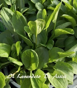 Acetosa Rumex Pianta aromatica perenne