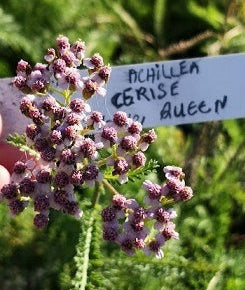 Achillea Cerise Queen è una pianta perenne, un' erbacea ornamentale, un' erbacea perenne, che ama stare al sole, fiorisce da Giugno fino a Agosto e può raggiungere un'altezza massima di 70 cm. Achillea Cerise Queen Vaso 14 cm. Vendita piante online