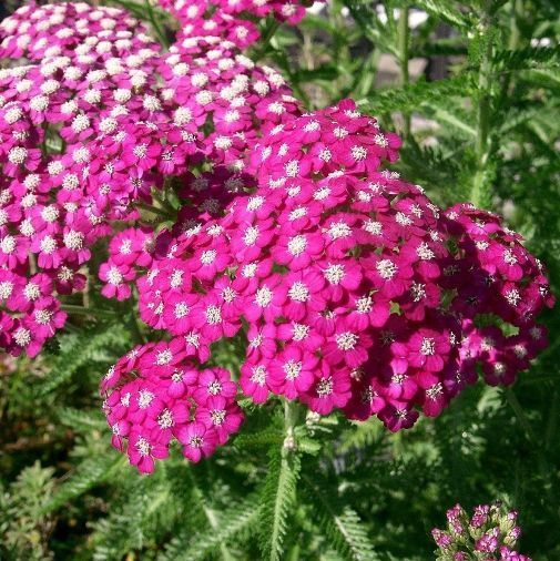 L' Achillea millefolium 'Cassis' . Erbacee perenni vendita online. Questa achillea è una una pianta perenne che ama l'esposizione soleggiata. Il periodo di fioritura va da Giugno a Settembre, il colore del fiore è rosso tendente al marrone e raggiunge un'altezza massima di 75 cm.