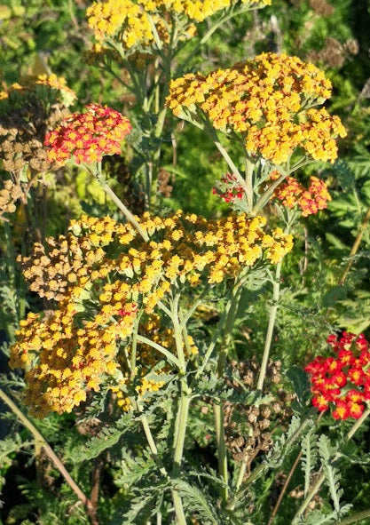 Bellissima achillea con fiori che vanno dal giallo all' arancio secondo lo sviluppo del fiore. Le achillee sono pian te perenni molto robuste e a bassa manutenzione con lunghissime fioriture.