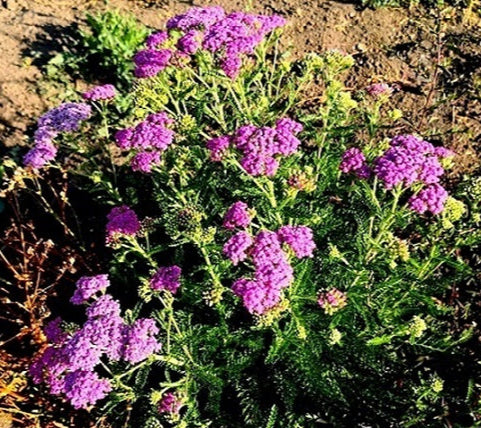 Achillea fuxia vaso 14  Bellissima achillea con fiori fuxia. Le achillee sono piante perenni molto robuste e a bassa manutenzione con lunghissime fioriture.  Vendita piante online