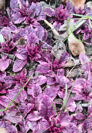 Ajuga reptans. Erbacea perenne tappezzante con foglie verde molto scuro e fiori blu in primavera. Vive bene all' ombra e a mezz' ombra e non teme il freddo. Altezza 6/7 cm in fiore raggiunge 15 cm. Utilizzata per giardini rocciosi e per bordure. Ajuga Reptans chiamata anche bugola o erba di San Lorenzo ha anche proprietà medicinali, viene utilizzata per la calvizie e per le sue proprietà digestive. Disponibile in vaso 14 cm