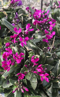 Arabis blepharophylla viola in vendita in vaso 14 cm è una piante perenne ama il terreno Roccioso e il sole, il periodo di fioritura va da marzo a maggio, sbocciando con dei fiori viola, la sua altezza massima è di 15 cm.