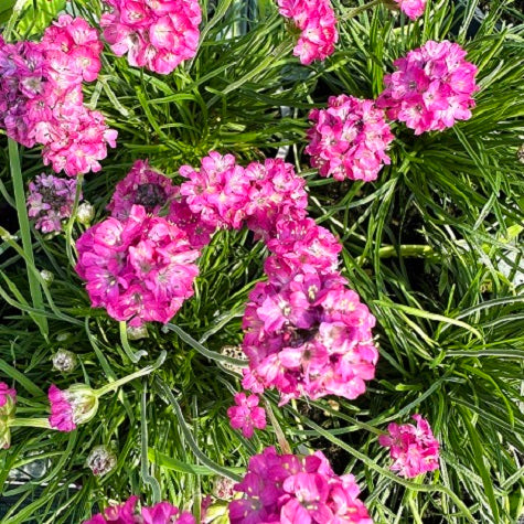 Armeria maritima ‘Rubrifolia’ – Perenne tappezzante dai fiori fuxia
