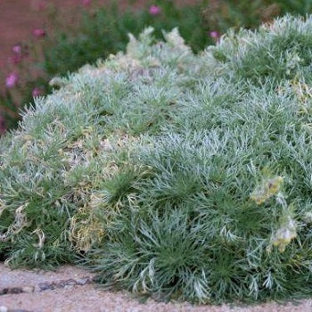 L'Artemisia schmidtiana Nana è una pianta perenne che ama l'esposizione soleggiata e un terreno roccioso. Il suo periodo di fioritura va da Giugno ad agosto. raggiunge un altezza massima di 25 cm e il suo fiore è di colore giallo