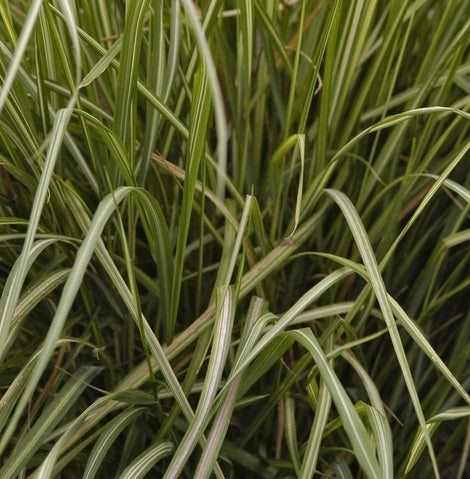 Calamagrostis x acutiflora 'Avalanche' Graminacee ornamentali in Vaso 18 cm. è una graminacee perenne che ama l'esposizione in sole e mezz'ombra, è molto resistente e può raggiungere un'altezza massima di 120 cm, fiorisce a Luglio e Agosto e fiorisce con dei fiori rosa.