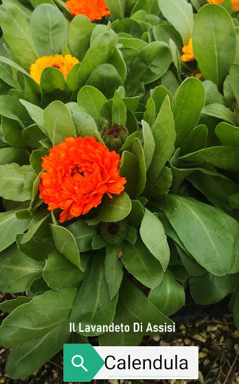 Calendula officinale con fiore colore giallo o arancione. Vaso 14 cm Le calendule sono piante erbacee perenni che fioriscono anche ad inizio primavera, fino all' autunno, si riseminano con molta facilità e per questo sono trattate anche come piante annuali. I fiori di calendula sono edibili, utulizzati per insalate, risotti e vengono usati anche per realizzare pomate, sciampo e oleoliti e unguenti.