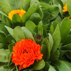 Calendula officinale con fiore colore giallo o arancione. Vaso 14 cm Le calendule sono piante erbacee perenni che fioriscono anche ad inizio primavera, fino all' autunno, si riseminano con molta facilità e per questo sono trattate anche come piante annuali. I fiori di calendula sono edibili, utulizzati per insalate, risotti e vengono usati anche per realizzare pomate, sciampo e oleoliti e unguenti.