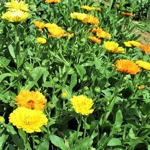 Calendula, officinale erbacea che appartiene alla famiglia delle Asteraceae, la sua radice è fittonante e il fusto è ramificato e ricoperto da peluria, le foglie sono spesse e i fiori di colore arancio e giallo, che compaiono in primavera-estate e continuano anche in autunno. L' aroma delle sue foglie allontana le zanzare. Piantata nell’orto, vicino ai pomodori tiene lontana molti parassiti, attira impollinatori e molti insetti utili. Si risemina con grande facilità.