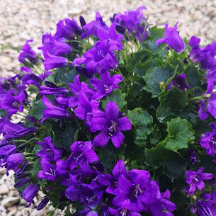 Campanula carpatica blu. Bellissima piantina perenne tappezzante con fiori a campanella blu. Resiste al sole pieno e al gelo. Fiorisce ad aprile e maggio. Graziose anche le piccole foglioline. Foglie persistenti anche in inverno. Campanula portenschlagiana vaso 12