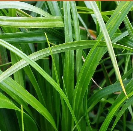Carex oshimensis 'Evergreen' Vaso 18 cm è una pianta graminacea perenne. Cresce fino a 20-30 cm di altezza e ha foglie verde scuro che rimangono attaccate alla pianta tutto l'anno. La pianta produce anche piccole infiorescenze giallastre in primavera o in estate. La Carex oshimensis "Evergreen" è una pianta ideale per bordure o aiuole, dove può essere utilizzata come pianta da copertura. E' anche un'ottima scelta per giardini rocciosi o giardini di erbe, in quanto è molto resistente alla siccità.
