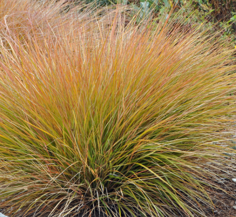 Carex Testacea Il Lavandeto Di Assisi