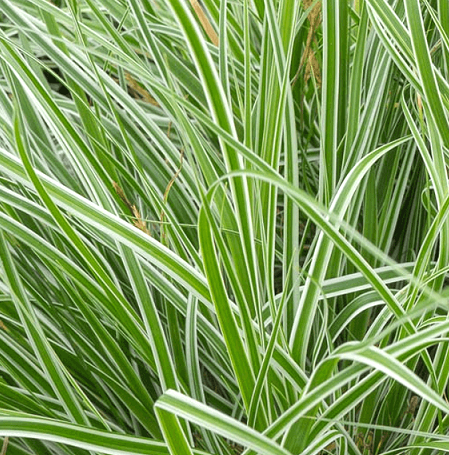 Carex oshimensis 'Everest' Vaso 18 cm . Graminacee ornamentali. è una varietà di Carex Cresce fino a 30-40 cm di altezza e ha foglie di colore verde scuro e bianche. La pianta produce anche piccole infiorescenze giallastre in primavera o in estate colore violacee. La Carex oshimensis "Everest" è un'ottima scelta per bordure o aiuole, in quanto è molto resistente e tollerante alla siccità.