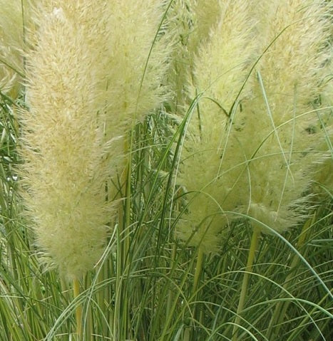 Cortaderia Selloana 'Golden Goblin' Nana Graminacee ornamentali da giardino. Graminacee ornamentali in vaso. Vaso 18 cm. è una pianta sempreverde che è caratterizzata da foglie variegate gialle e verdi, ama l'esposizione soleggiata, e fiorisce nei mesi Autunnali con dei grandi pennacchi color crema, raggiunge un'altezza massima di 110 cm.