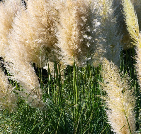 La Cortaderia selloana 'Rosea' o bianca, venduta in vaso da 18 cm, è una graminacea ornamentale con pannocchie soffici rosa o bianche, raggiungendo altezze notevoli tra 2 e 3 metri. Le foglie verdi formano ciuffi densi alla base, mentre le grandi infiorescenze offrono un tocco delicato al paesaggio durante la fioritura estiva e autunnale. Ideale per terreni ben drenati e soleggiati. Vendita graminacee ornamentali online. Vivaio graminacee. vendita piante online