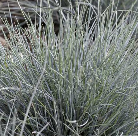 Graminacee ornamentali vendita online. Festuca glauca 'Uchte' è una pianta graminacea. Cresce fino a 20-30 cm di altezza e produce foglie sottili e rigide di colore verde grigio chiaro. La pianta produce anche piccoli fiori in spighe in primavera o in estate. La Festuca glauca "Uchte" è un'ottima scelta per giardini rocciosi o giardini di erbe, poiché è molto resistente alla siccità e alla scarsa qualità del terreno