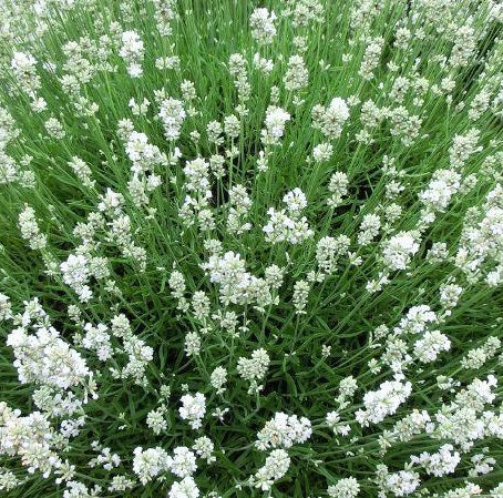 La Lavanda angustifolia 'Arctic Snow' Vaso 14 cm, è una varietà di lavanda caratterizzata da fiori bianchi, di solito molto apprezzati per il loro profumo intenso e gradevole. La 'Arctic Snow' è una varietà particolare di Lavanda angustifolia, che si differenzia dalle altre per il colore dei suoi fiori e per le sue foglie di colore grigio-argento. La pianta ha un portamento compatto e arbustivo, e cresce fino a raggiungere un'altezza di circa 40-60 cm.