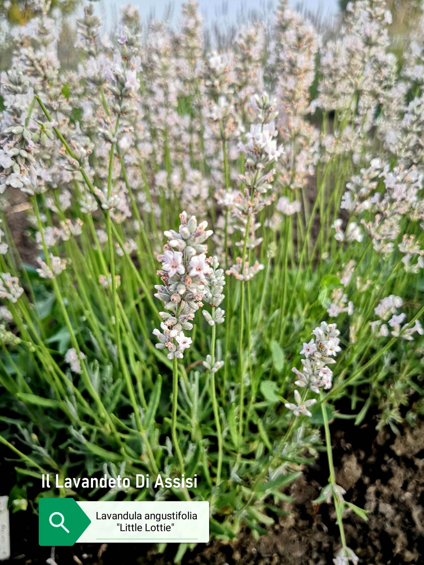La Lavanda angustifolia "Little Lottie" è una varietà compatta di lavanda con una crescita molto ridotta rispetto ad altre varietà. Questa pianta forma piccoli cespugli con foglie grigio-verdi e produce spighe di fiori blu-viola profumati. Le dimensioni più contenute la rendono ideale per piccoli spazi, bordure o vasi. "Little Lottie" è ampiamente apprezzata per il suo profumo incantevole. È una scelta perfetta per chi desidera aggiungere un tocco di lavanda in giardini di dimensioni limitate.