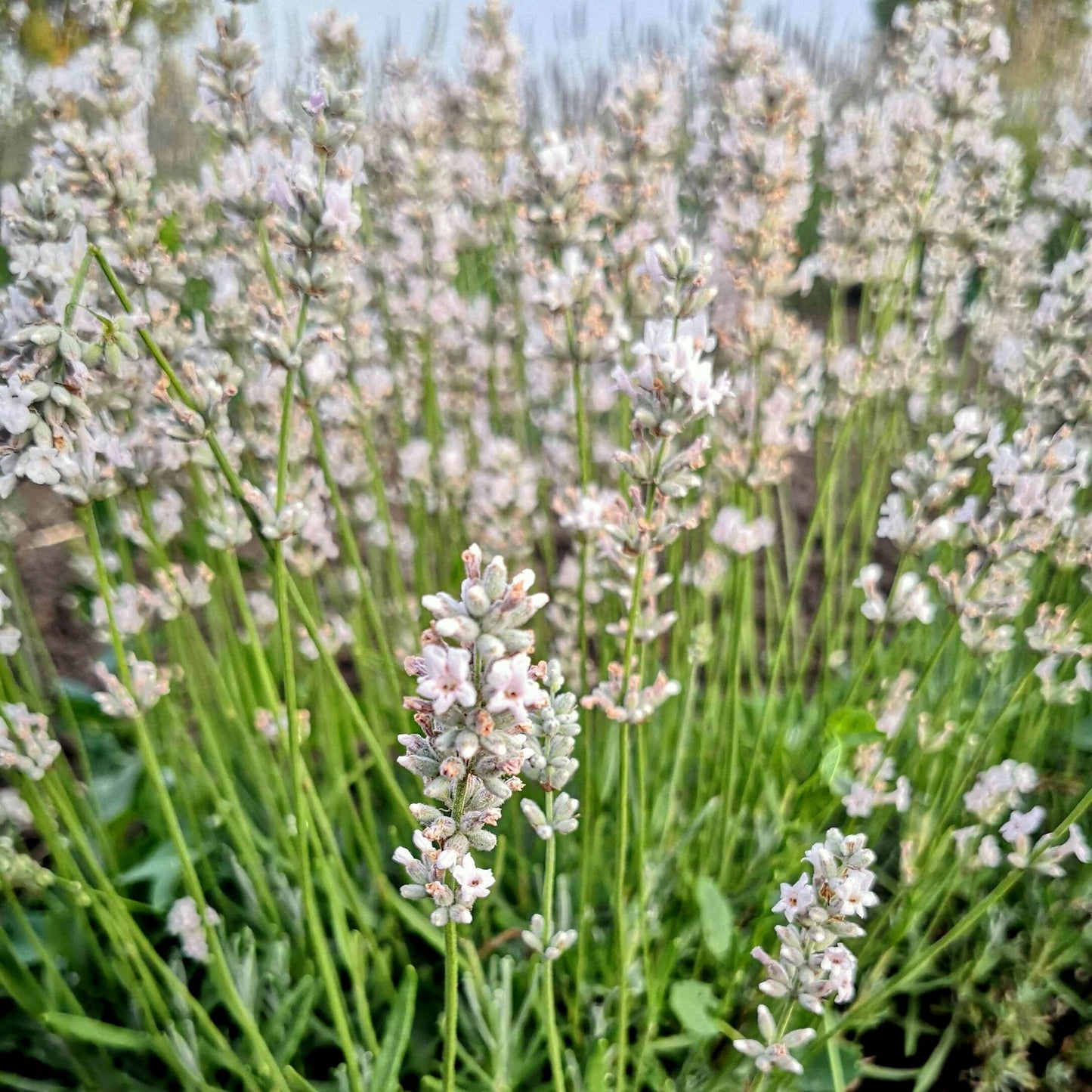 La Lavanda angustifolia "Little Lottie" è una varietà compatta di lavanda con una crescita molto ridotta rispetto ad altre varietà. Questa pianta forma piccoli cespugli con foglie grigio-verdi e produce spighe di fiori blu-viola profumati. Le dimensioni più contenute la rendono ideale per piccoli spazi, bordure o vasi. "Little Lottie" è ampiamente apprezzata per il suo profumo incantevole. È una scelta perfetta per chi desidera aggiungere un tocco di lavanda in giardini di dimensioni limitate.