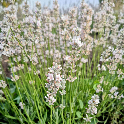 little lottie lavender plants for sale Lavender angustifolia 'Little Lottie' – Il Lavandeto Di Assisi