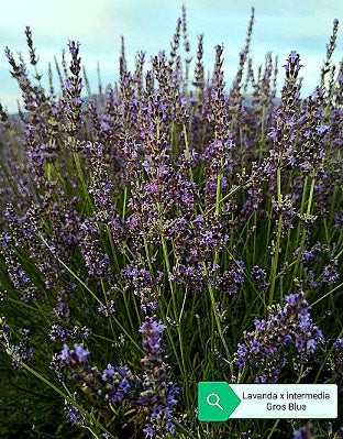 Lavanda intermedia 'Gros Blue'