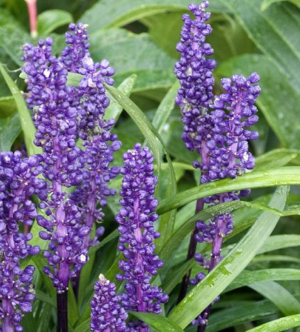 Liriope muscari 'Big Blue' è una pianta erbacea perenne a crescita bassa con foglie verde scuro e fiori viola a forma di spiga che sbocciano in estate. Questa pianta è comunemente utilizzata come bordura per aiuole, massicci e giardini rocciosi. Il liriope è facile da coltivare e tollera sia la piena luce solare che l'ombra parziale. Ha bisogno di umidità moderata e terreno ben drenato, e non richiede potature regolari. Questa pianta è anche resistente alle malattie e agli insetti.