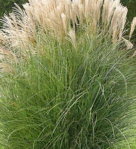 Miscanthus sinensis 'Gracillimus' Vaso 18. è una graminacea perenne, ama l'esposizione soleggiata e fiorisce a Settembre e Ottobre con dei fiori argentei raggiungendo un'altezza massima di 150 cm.