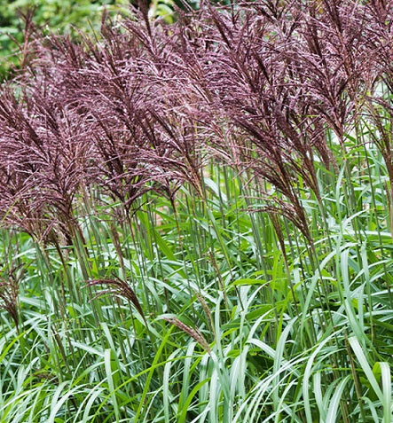 Miscanthus sinensis 'Malepartus' vaso 18. è una graminacea molto rigoglioso, ama l'esposizione soleggiata, il suo periodo di fioritura va da Agosto a Ottobre e fiorisce con dei fiori argentei-bruni.