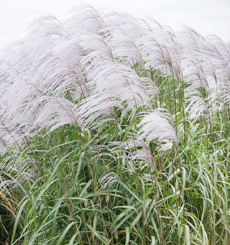 Miscanthus sinensis 'Memory' Vaso 18. è una Graminacea che ama stare al sole, il periodo di fioritura va da Agosto a Novembre.