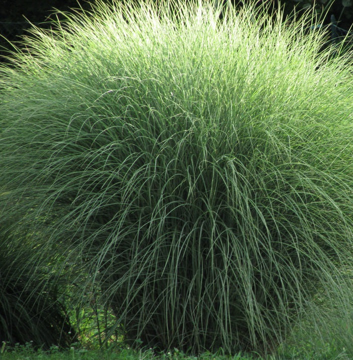 Miscanthus sinensis Morning Light vendita