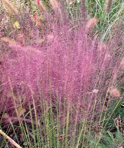 Muhlenbergia capillaris, graminacea ornamentale con spettacolari fioriture rosa-violacee a nuvola in autunno e fogliame sottile verde. muhlenbergia capillaris vendita online