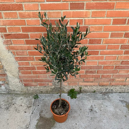 Olivo Ornamentale