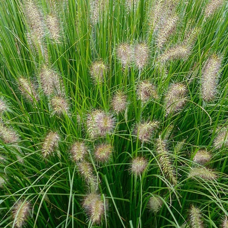 Pennisetum alopecuoides 'Hameln' Vaso 18 cm. è una graminacea che ama stare al sole, è molto resistente e può raggiungere un'altezza massima di 90 cm. Fiorisce in Estate e in Autunno. Graminacee ornamentali vendita online