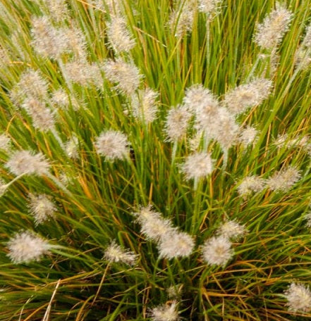 Pennisetum Alopecuroides 'Little Bunny' Vaso 18 cm. è una pianta graminacea nana, fiorisce in Estate ed Autunno con dei fiori di colore marrone, può raggiungere un'altezza massima di 50 cm.