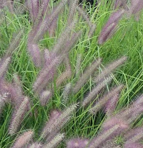 Pennisetum Alopecuroides 'Red Head' Vaso 18 cm. è una graminacea perenne, ama stare al sole, raggiunge un'altezza massima di 70 cm e fiorisce da Agosto a Ottobre con dei fiori rosso-rosato.