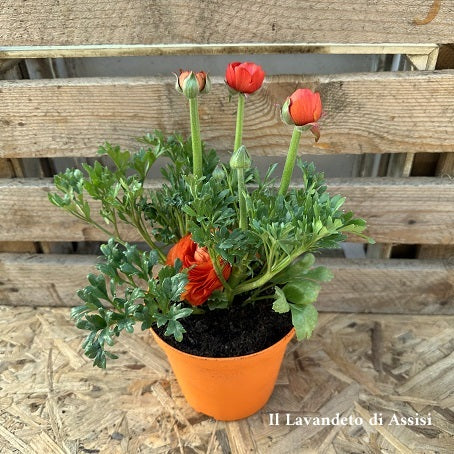 I ranuncoli sono piante fiorite note per i loro eleganti fiori a petali sovrapposti, che sono di colore arancione. Queste piante erbacee perenni o annuali presentano foglie verdi e fusti eretti o striscianti, a seconda della specie. Con un'altezza compresa tra 30 e 60 centimetri, i ranuncoli fioriscono principalmente in primavera, aggiungendo una nota di colore vivace ai giardini.