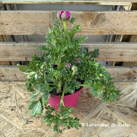 I ranuncoli sono piante fiorite note per i loro eleganti fiori a petali sovrapposti, che sono di colore fuxia. Queste piante erbacee perenni o annuali presentano foglie verdi e fusti eretti o striscianti, a seconda della specie. Con un'altezza compresa tra 30 e 60 centimetri, i ranuncoli fioriscono principalmente in primavera, aggiungendo una nota di colore vivace ai giardini.