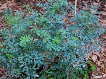 Ruta graveolens in fiore con foglie grigio-blu finemente divise e piccoli fiori gialli, ideale per bordure e giardini rustici.