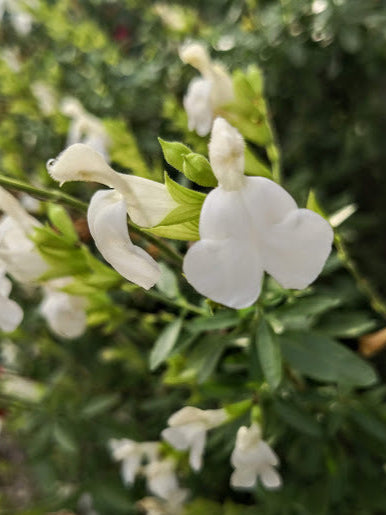La Salvia greggii 'Alba' è una varietà di Salvia greggii caratterizzata dai suoi fiori tubolari di colore bianco puro. Questa pianta arbustiva ha foglie verde scuro e fiorisce in primavera e autunno. Ideale per giardini e bordure, richiama colibrì e farfalle. La 'Alba' è resistente e richiede terreni ben drenati e esposizione soleggiata.