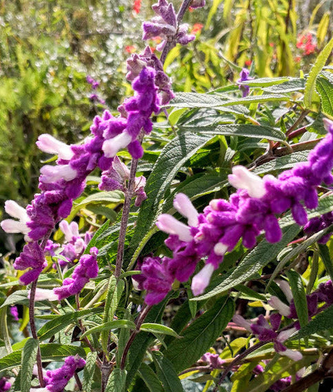 La Salvia leucantha, conosciuta anche come Mexican Bush Sage, è una pianta perenne apprezzata per i suoi fiori distintivi. Caratterizzata da lunghe spighe di fiori tubolari ricoperti da peli setolosi, crea un effetto vellutato. I fiori possono essere di colore viola intenso o blu-lilla, aggiungendo un tocco di colore al giardino. La pianta è resistente e adatta a climi caldi, ideale per aiuole e giardini ornamentali. Regenerate